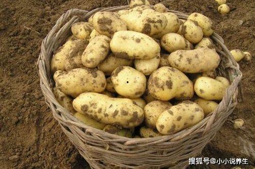 户外土豆爆料怎么做视频,视频制作攻略全解析  第1张